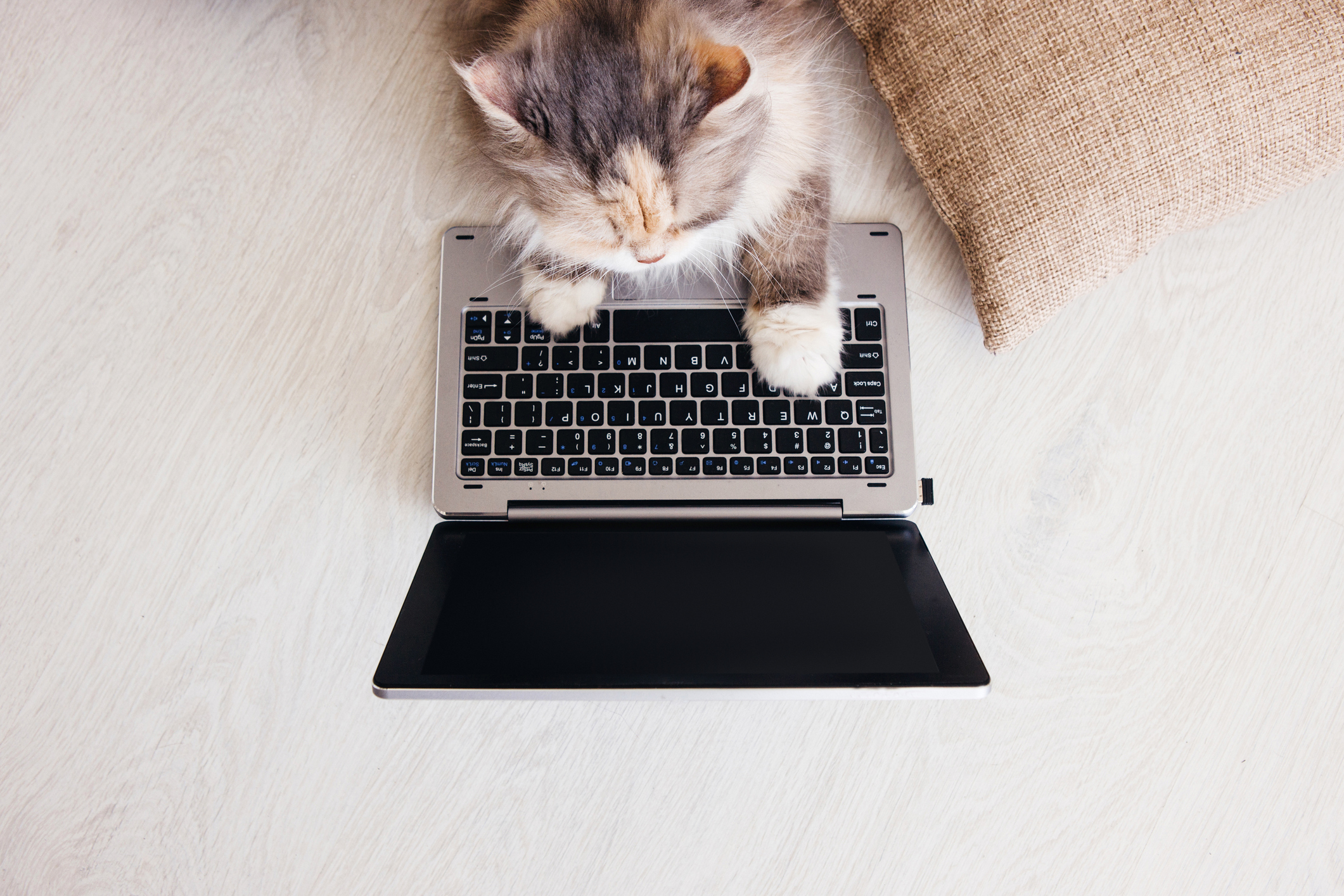 Fluffy cat lays on wooden floor with laptop remote jobs