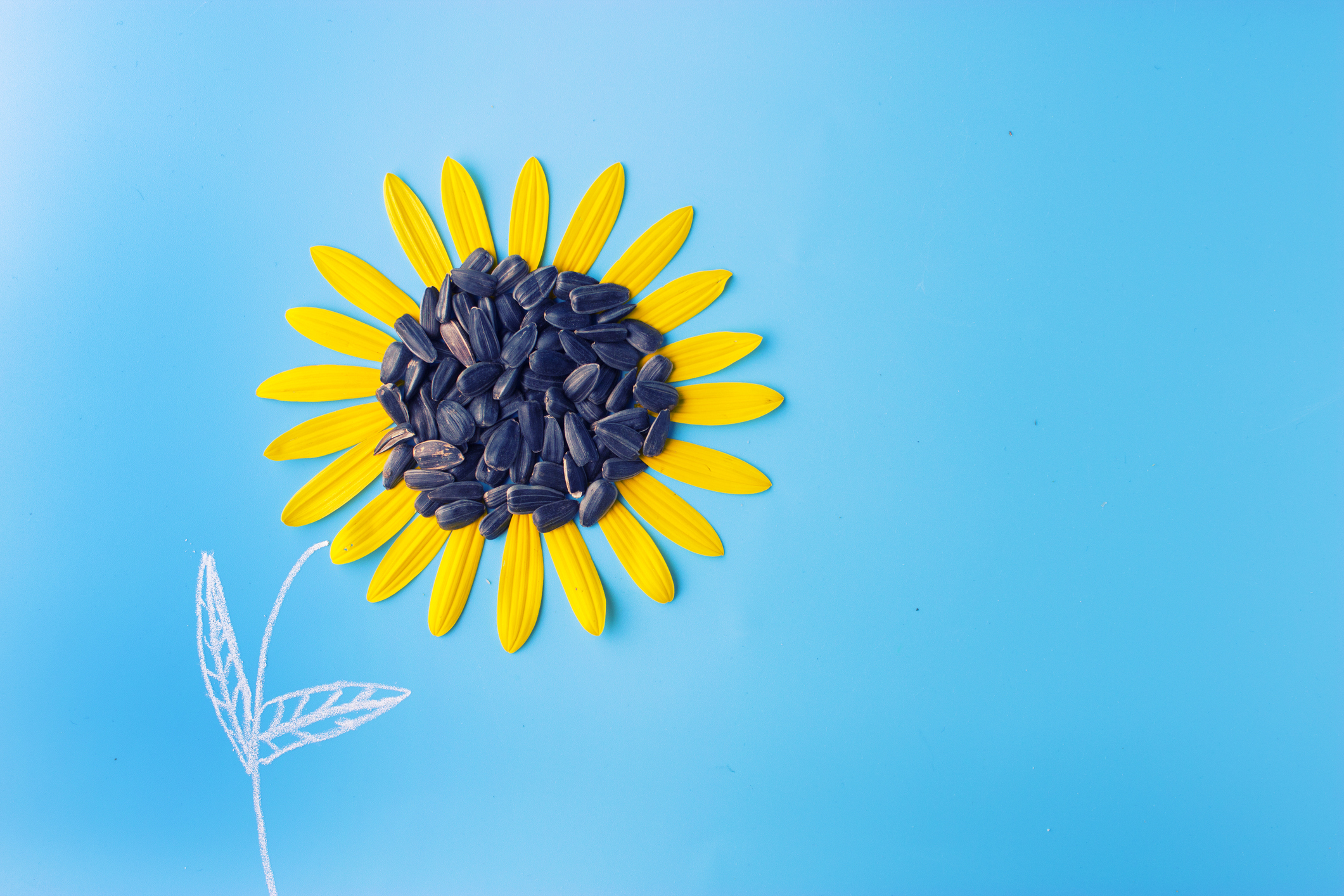 sunflower on blue background August remote jobs
